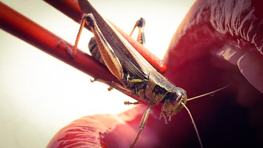 Seriez-vous prêt à manger des insectes ?
Seriez-vous prêt à manger des insectes ?