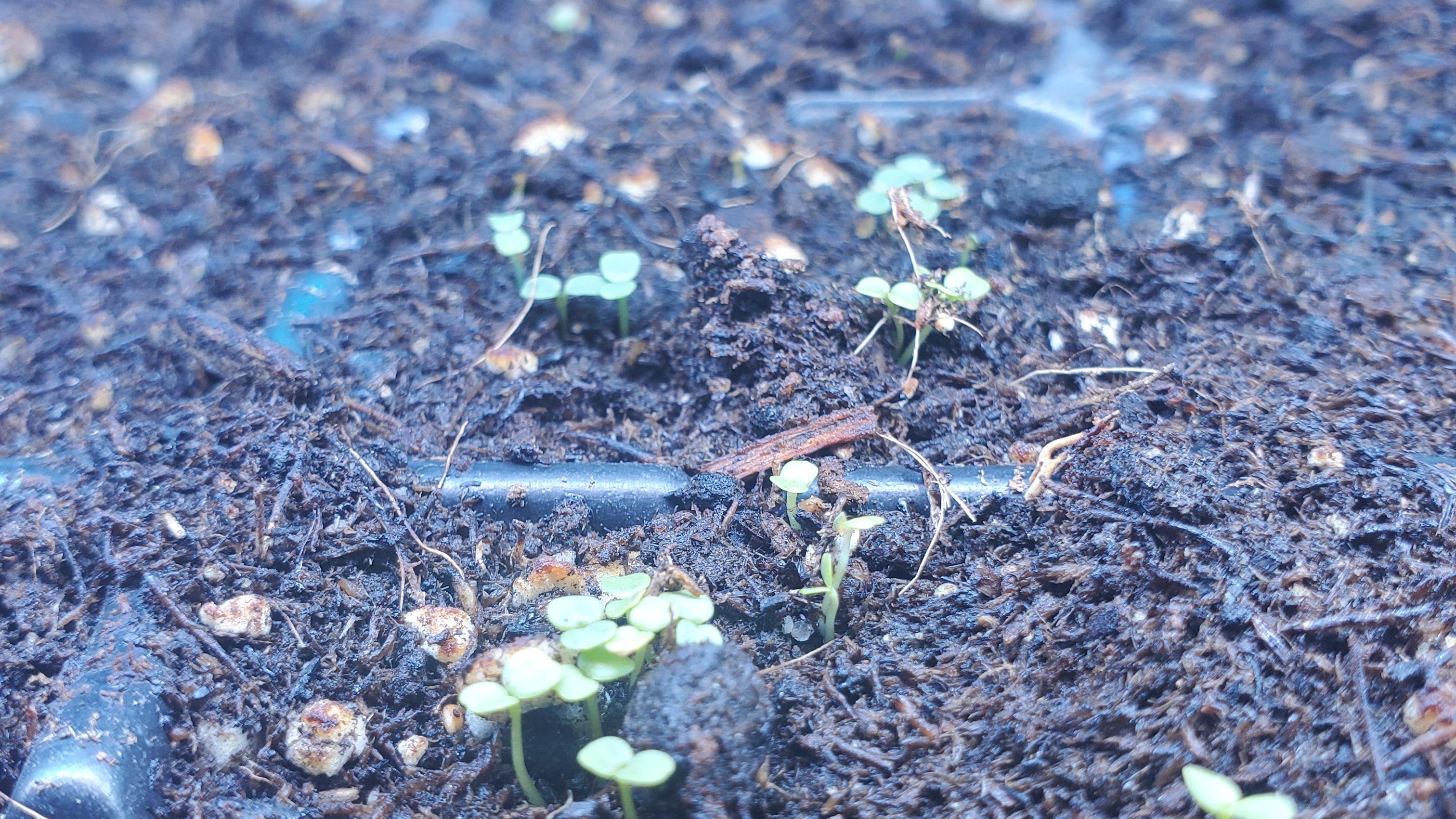 Incroyable, mais il est déjà temps de semer
Incroyable, mais il est déjà temps de semer