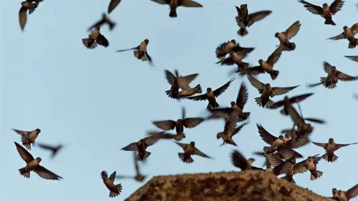 Le martinet ramoneur, un oiseau migrateur qui niche dans les cheminées
Le martinet ramoneur, un oiseau migrateur qui niche dans les cheminées