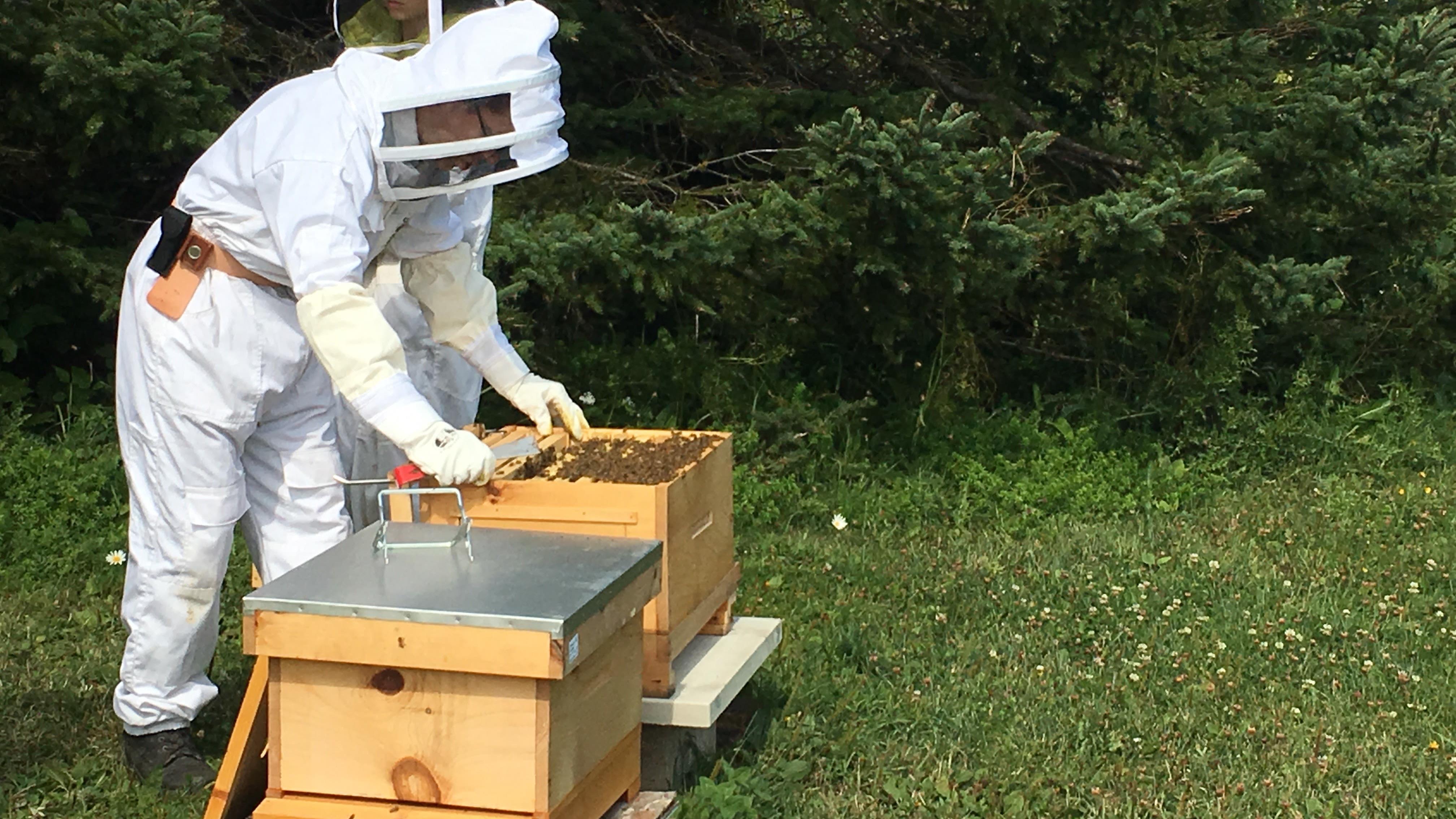 Initiation à L Apiculture à Sainte Anne Des Monts