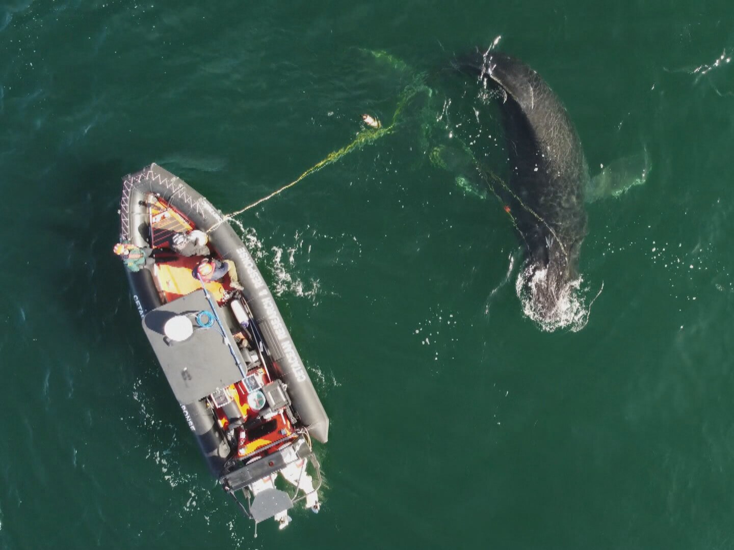 La baleine sauvée près de Haida Gwaii « repérée par hasard »
La baleine sauvée près de Haida Gwaii « repérée par hasard »