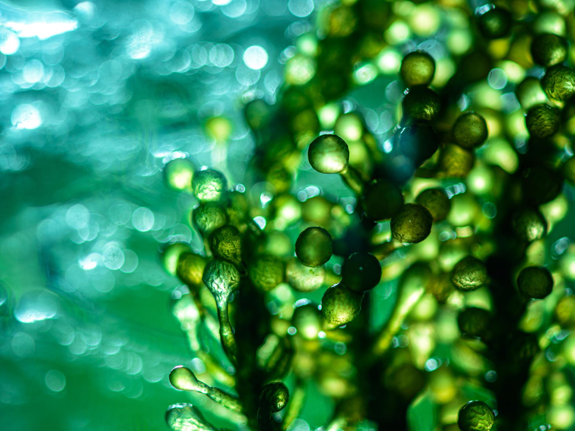 La science des microalgues, ces petits organismes qui font beaucoup