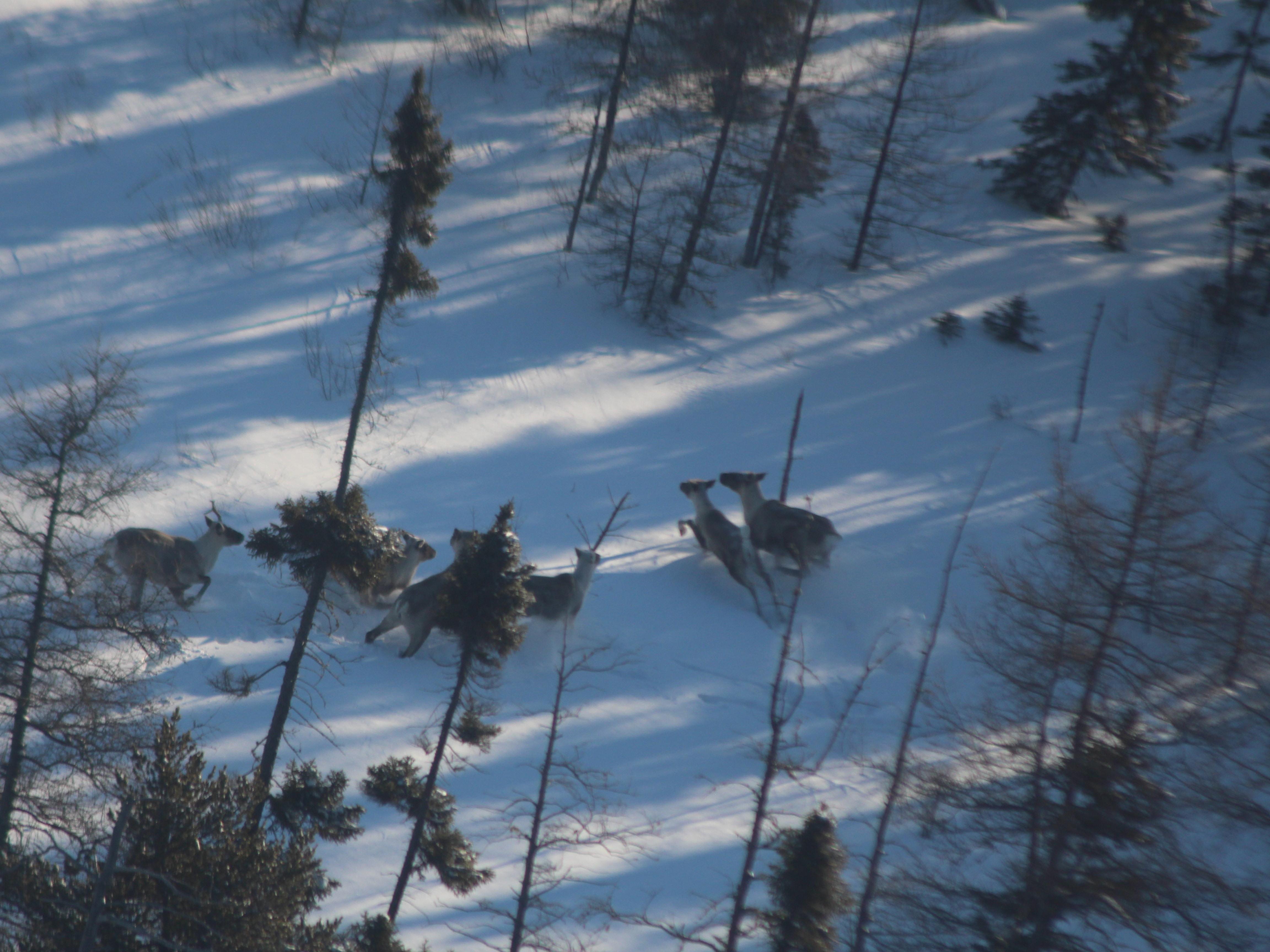 Protection du caribou forestier : deux hardes, deux approches | OHdio ...