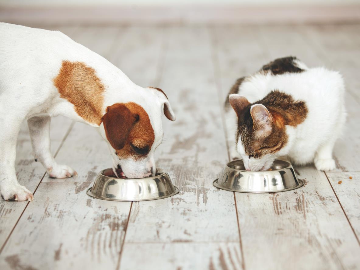 Legs et testaments : qu’en est-il pour nos animaux ?