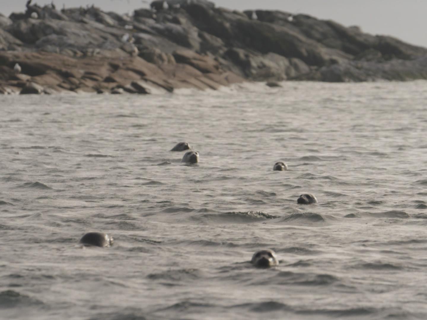 La chasse au phoque gris commence par un imbroglio