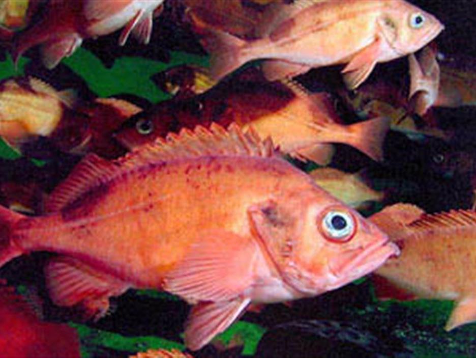 Épingle à Revers Ou Badge étain Poisson Vivaneau Sébaste - Style Pêche, Neuf Avec étiquettes