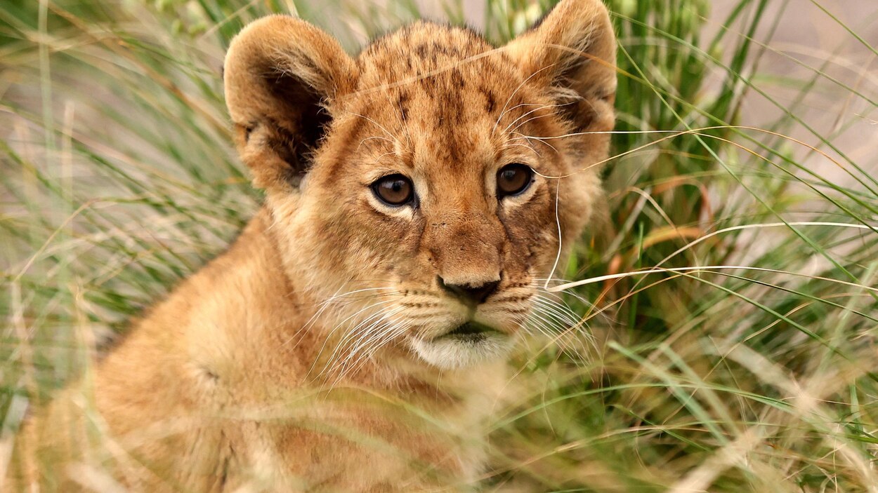 Une vidéo montre l’évasion de cinq lions dans un zoo de Sydney, en ...