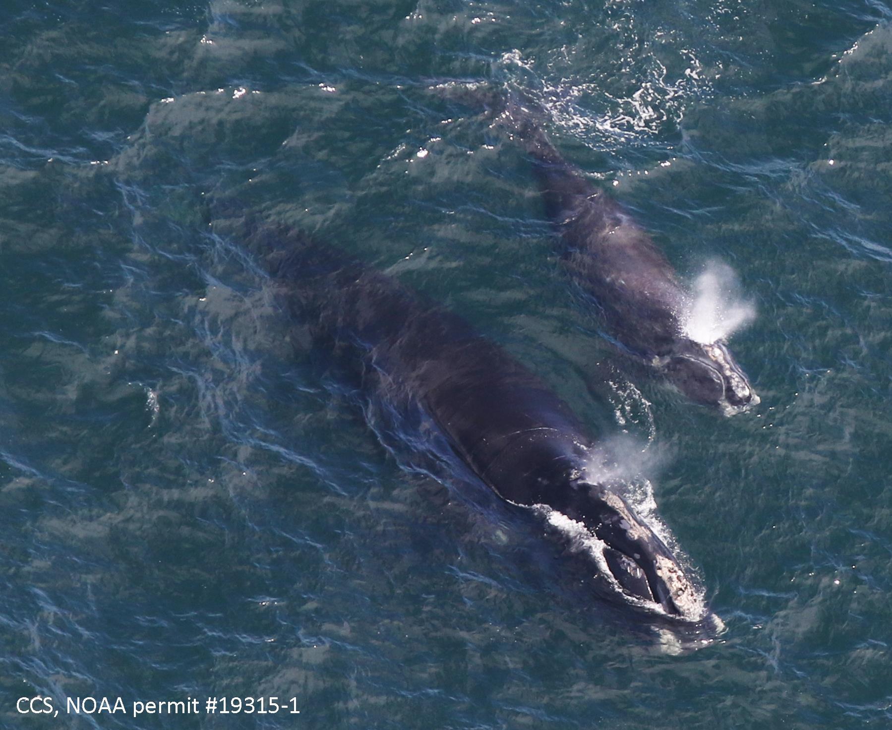 La Technologie Dernier Cri Pour Protéger Les Baleines Noires De L ...