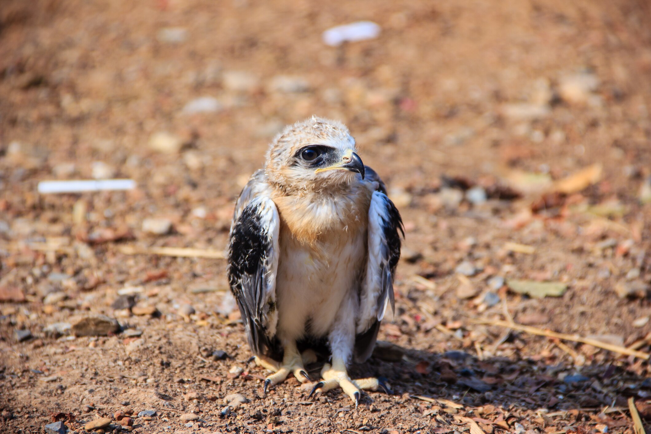 Les Oiseaux De Proie De Fidèles Compagnons Pour La Vie