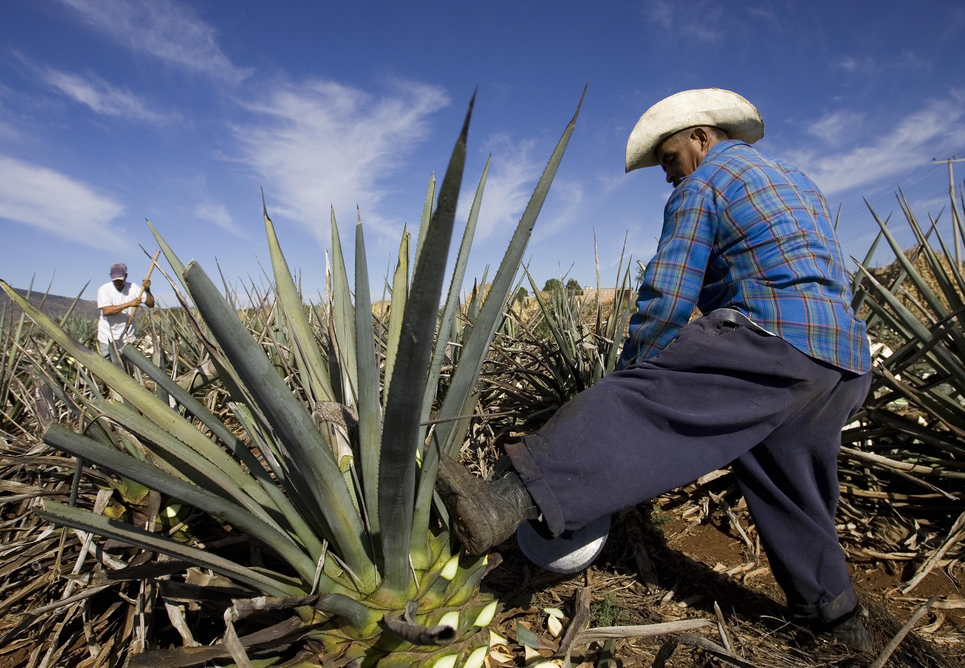 Comment la tequila est devenue la boisson nationale du Mexique |  Aujourd'hui l'histoire