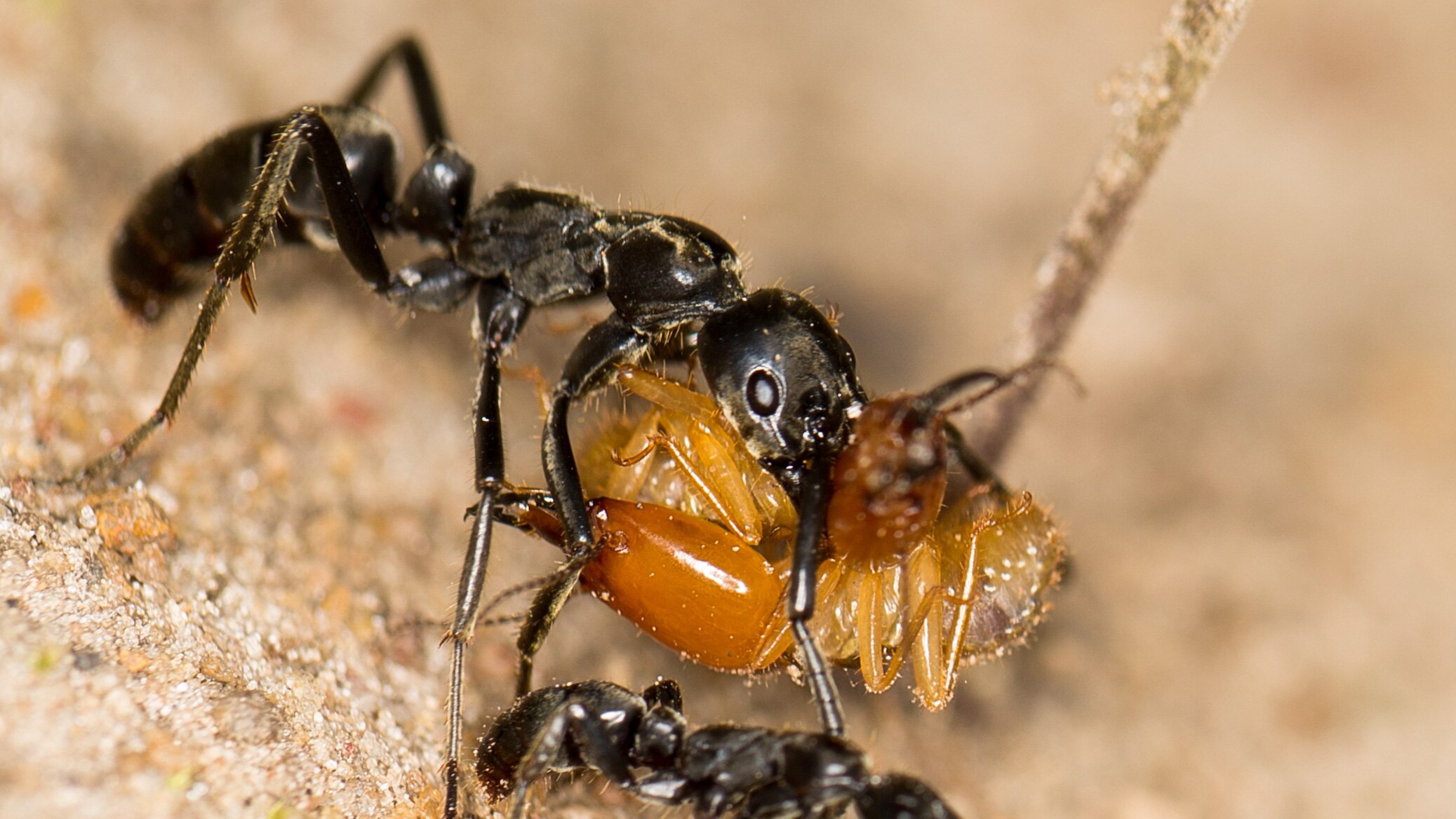 Médecine de guerre chez les fourmis Matabele Les années lumière
