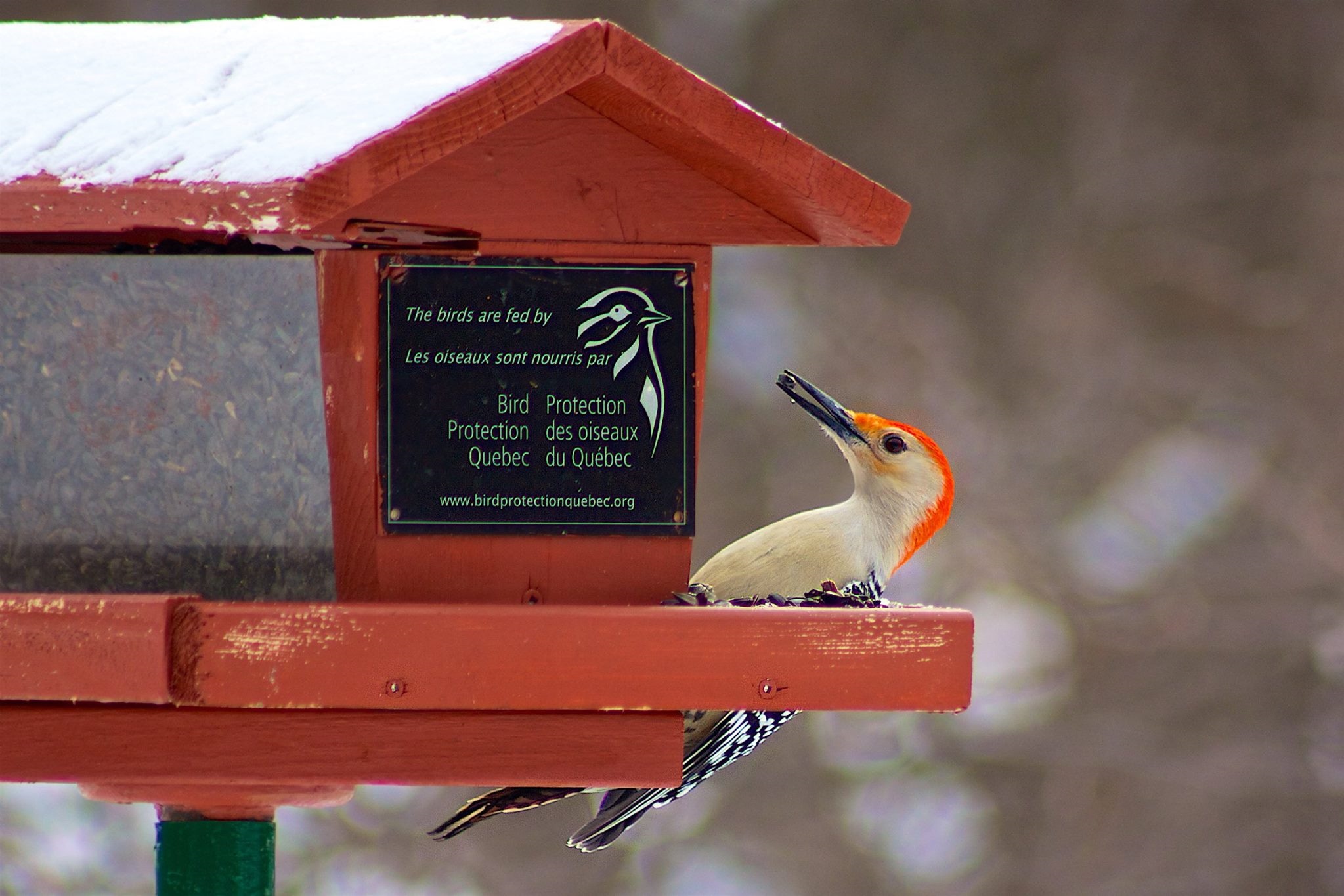 Voici Comment Attirer Les Oiseaux Chez Soi Ici Radio Canadaca