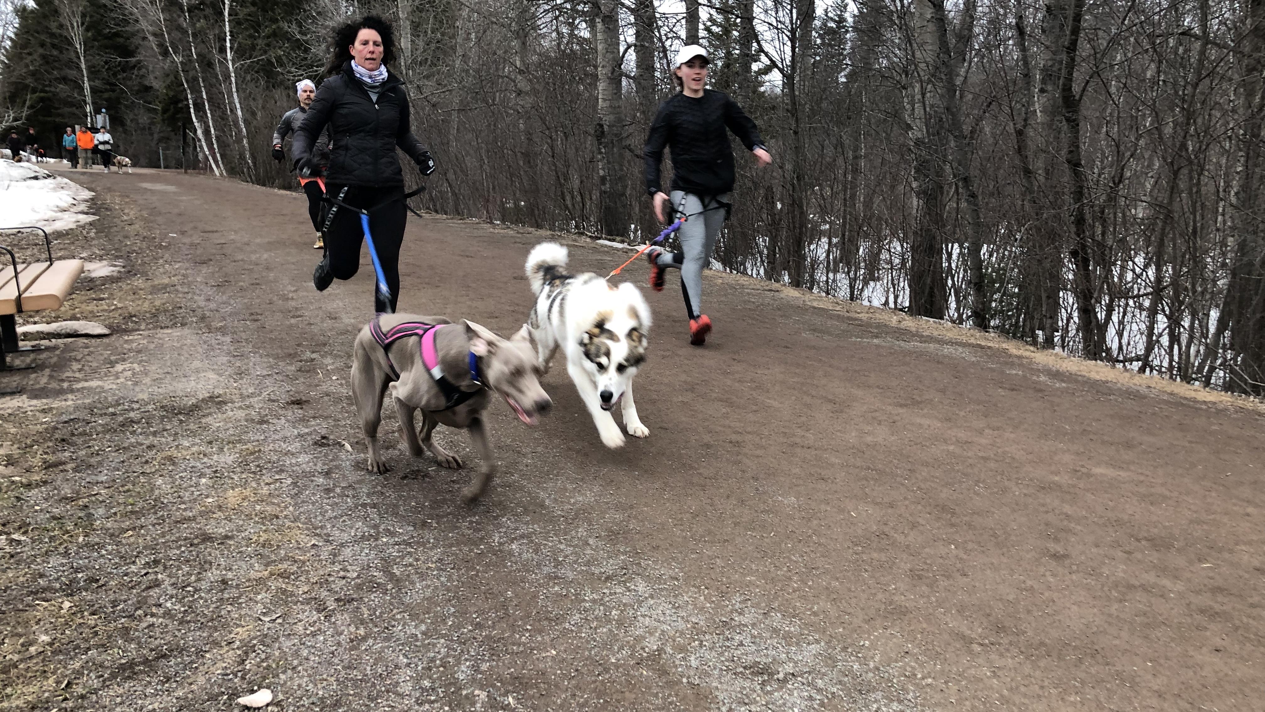 Canicross : partager sa passion pour la course à pied avec son chien
Canicross : partager sa passion pour la course à pied avec son chien