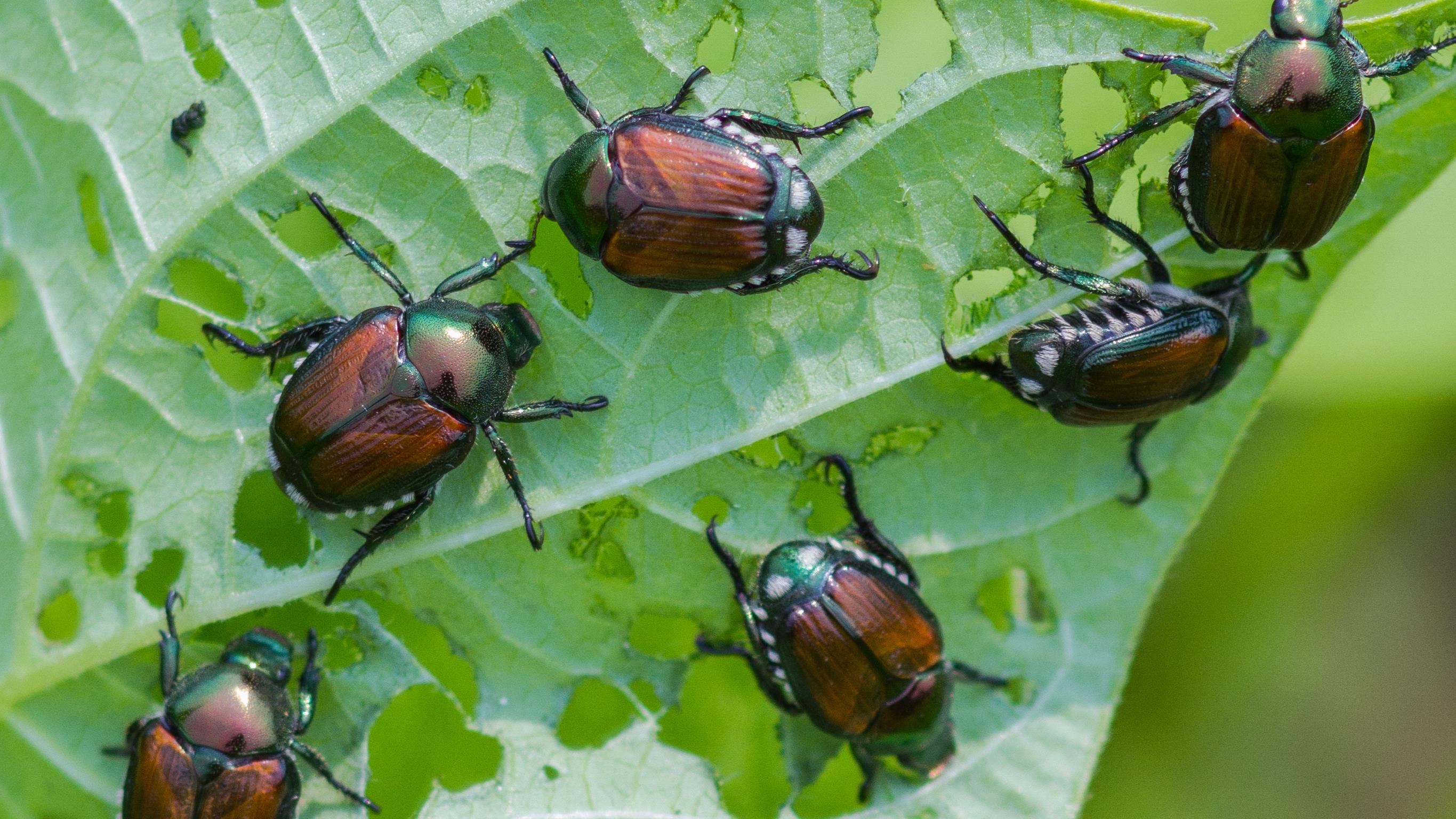 Insectes Ravageurs Conseils pratiques et écologiques pour lutter contre les ravageurs de ...