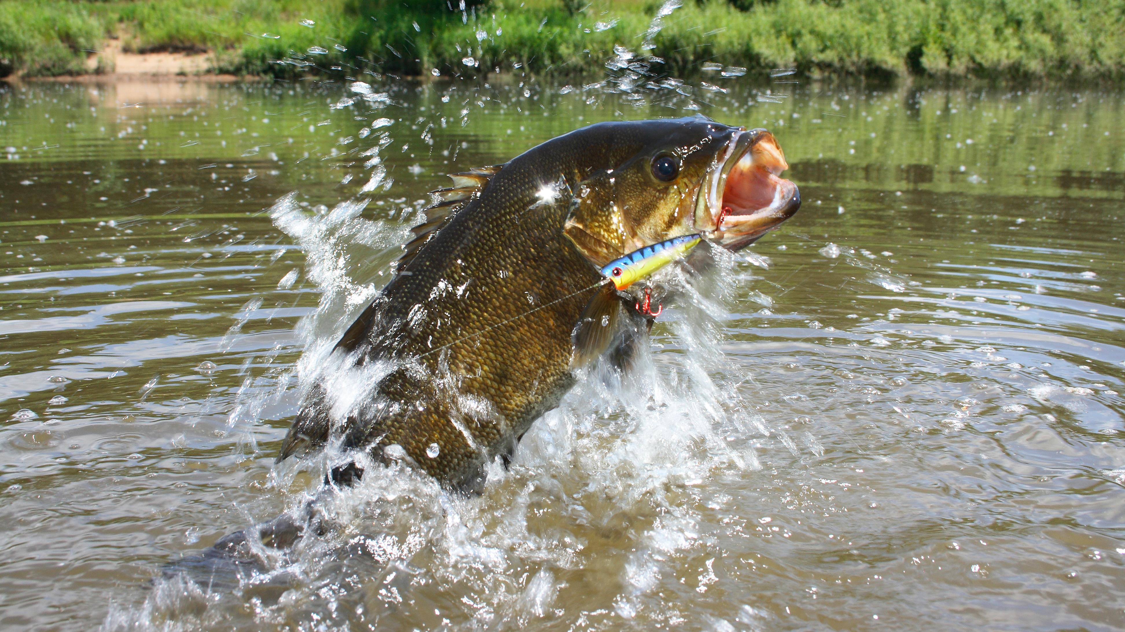 Le comportement et l'alimentation des poissons en vue de la pêche
Le comportement et l'alimentation des poissons en vue de la pêche