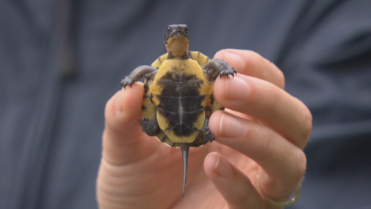 Des chercheurs veulent recenser la tortue mouchetée en Outaouais