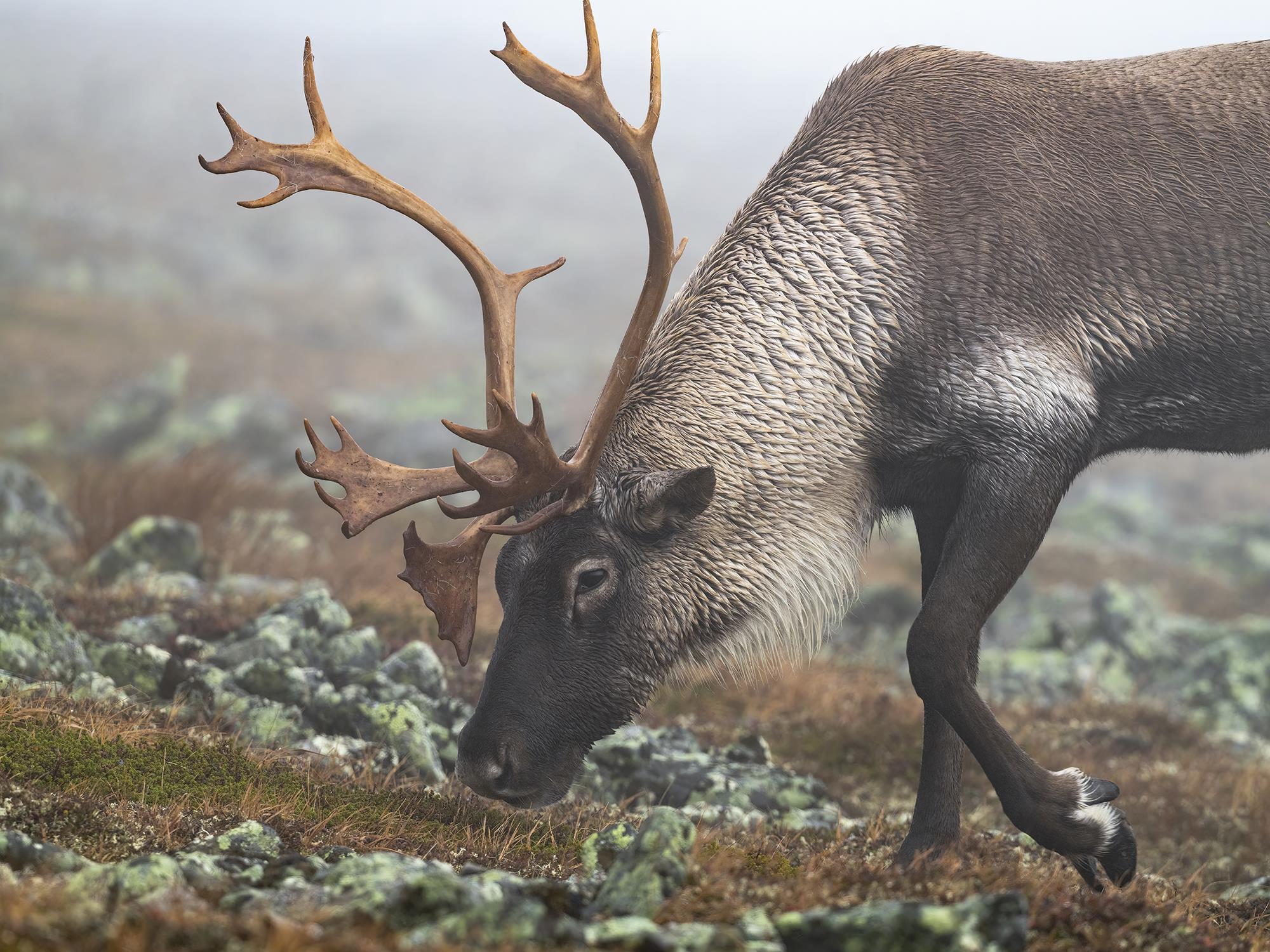 Les caribous forestiers plus naïfs dans leur réponse aux coupes forestières