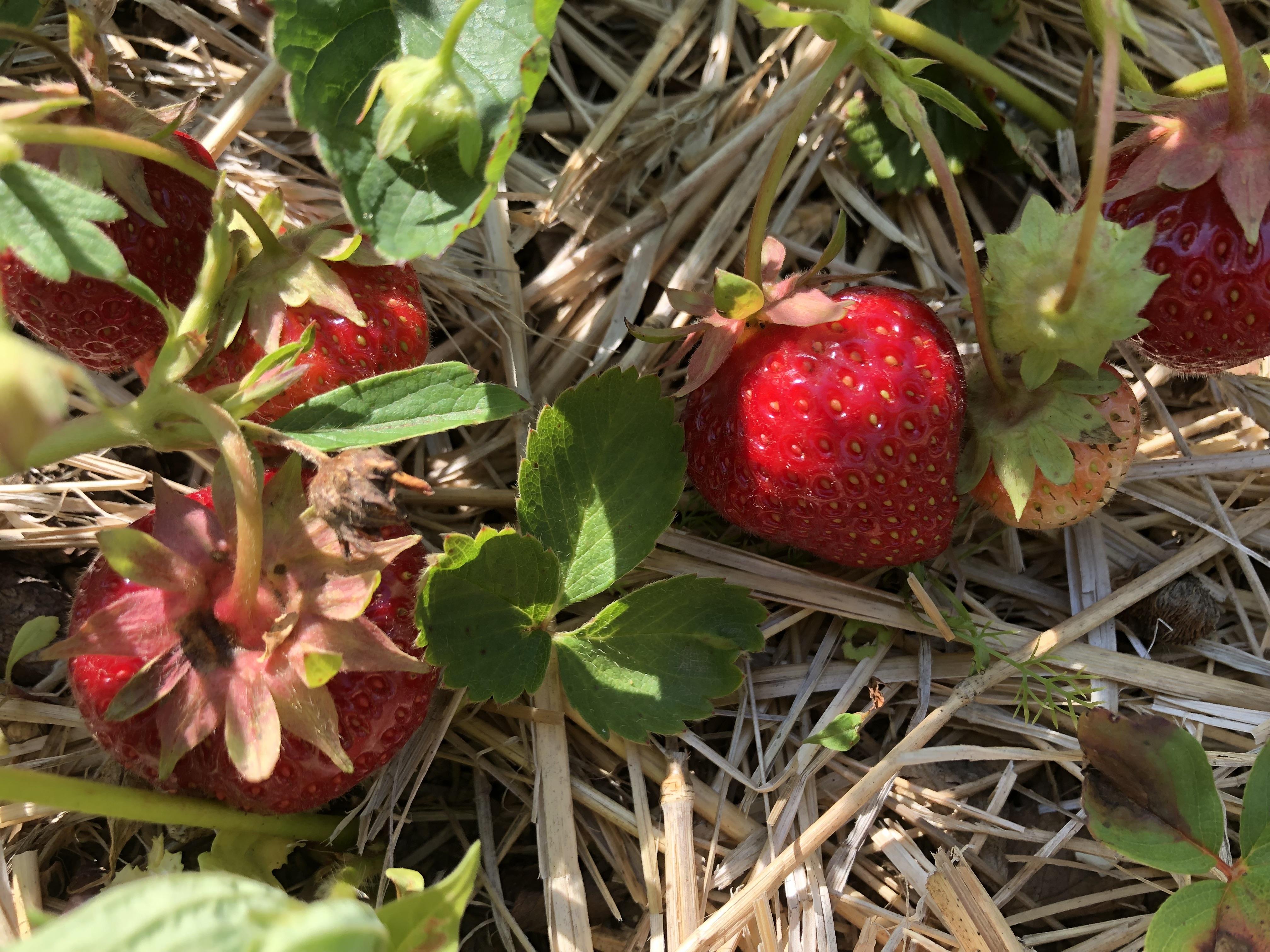 Cueillir des fraises pour soi et pour aider les agriculteurs
Cueillir des fraises pour soi et pour aider les agriculteurs