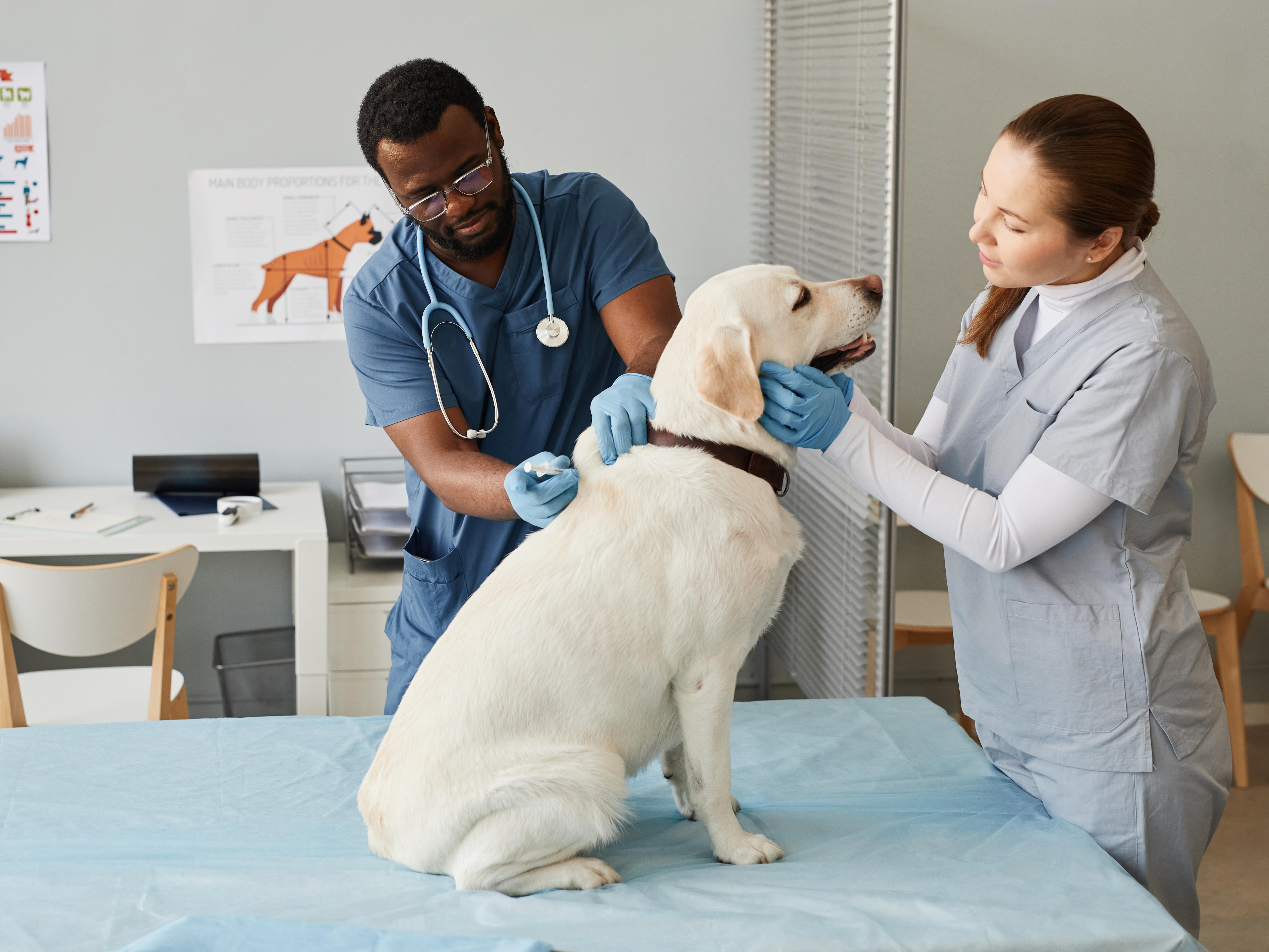 Le service mobile de soins vétérinaires Communovet offrira des services