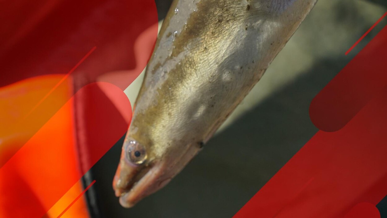 Une agression armée dans StRoch, l’HôtelDieu de Lévis accueille 18