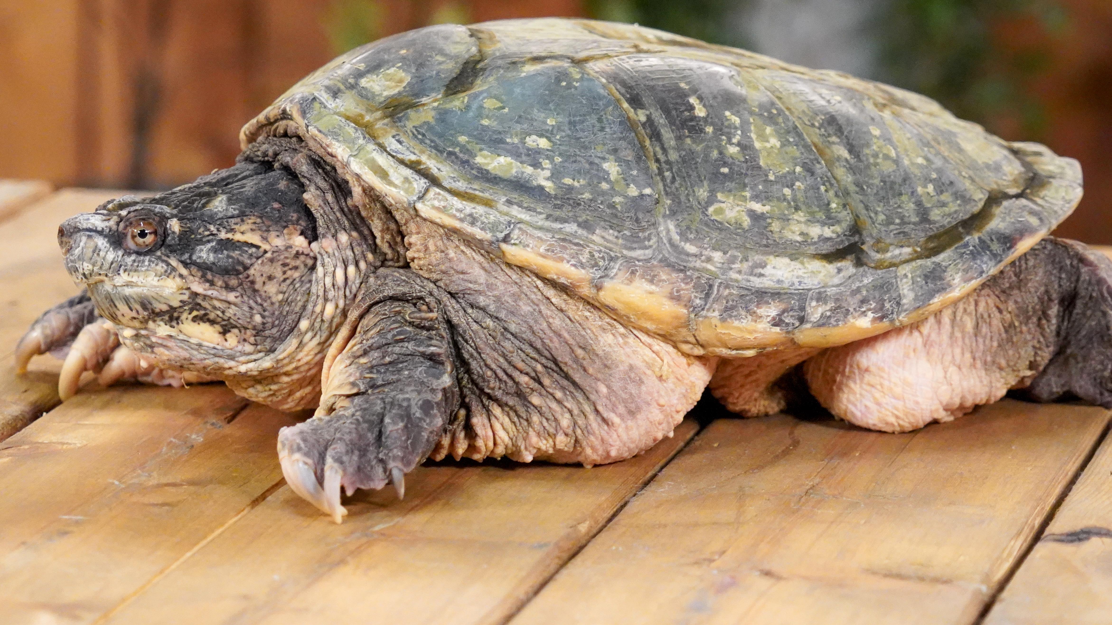 Combien De Temps Peut Rester Une Tortue Sur Le Dos