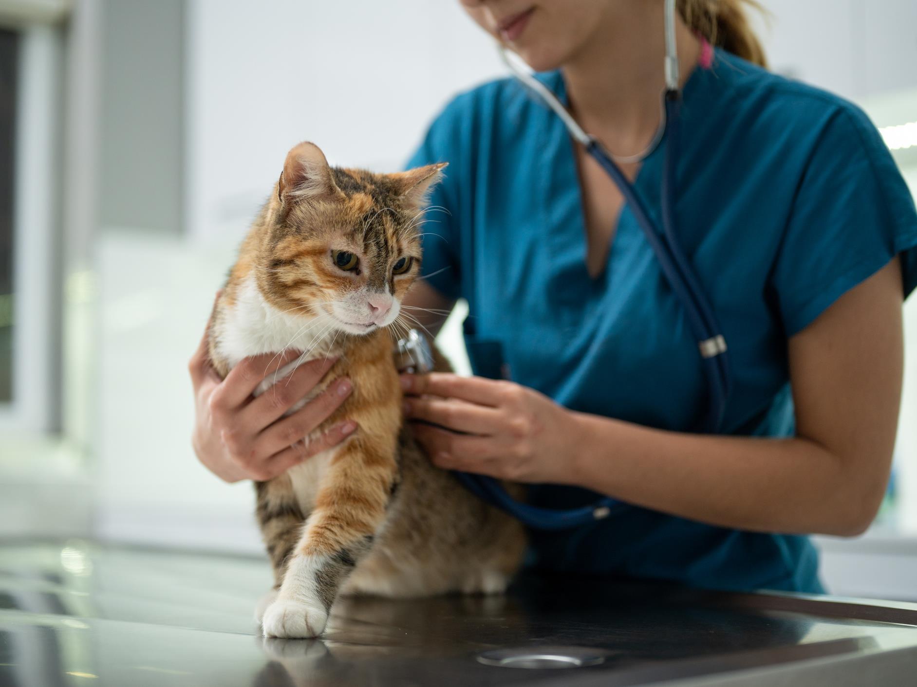 C’est la fin des services vétérinaires provinciaux