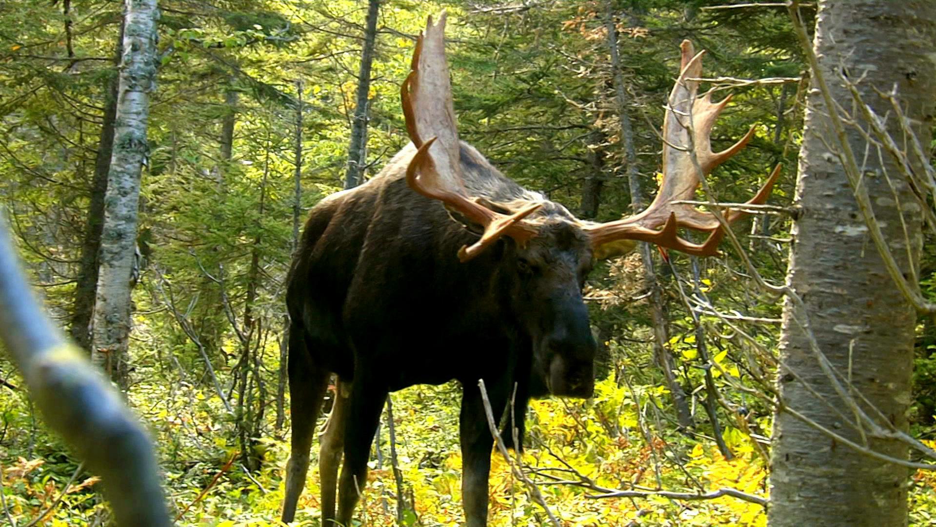 Début de la chasse à l'orignal sur la réserve faunique Duchénier RadioCanada Début de la chasse à l'orignal sur la réserve faunique Duchénier RadioCanada