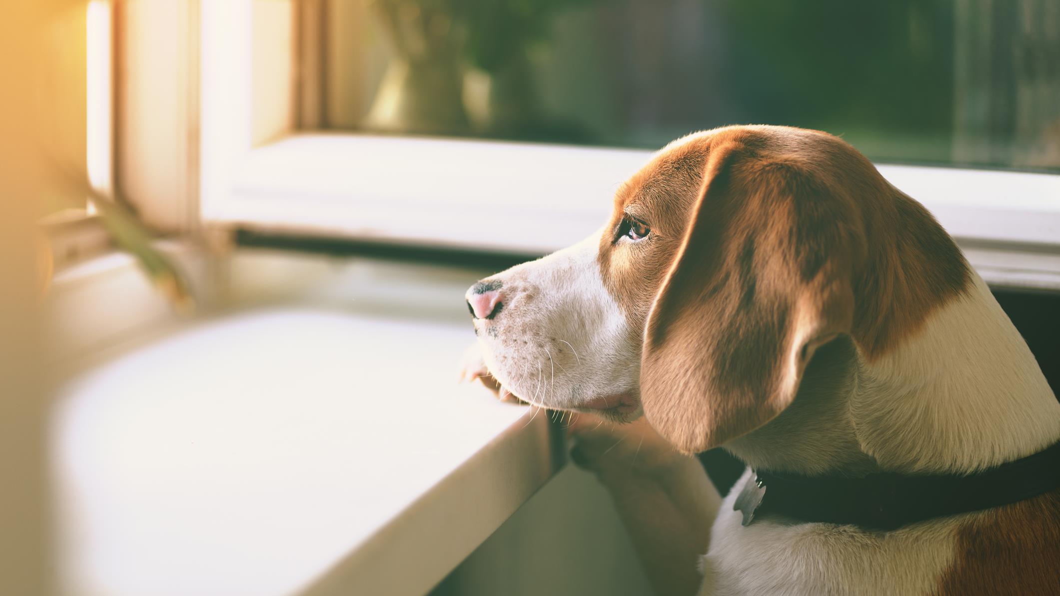 Ce qu'il faut savoir avant d'adopter un chien de refuge
Ce qu'il faut savoir avant d'adopter un chien de refuge