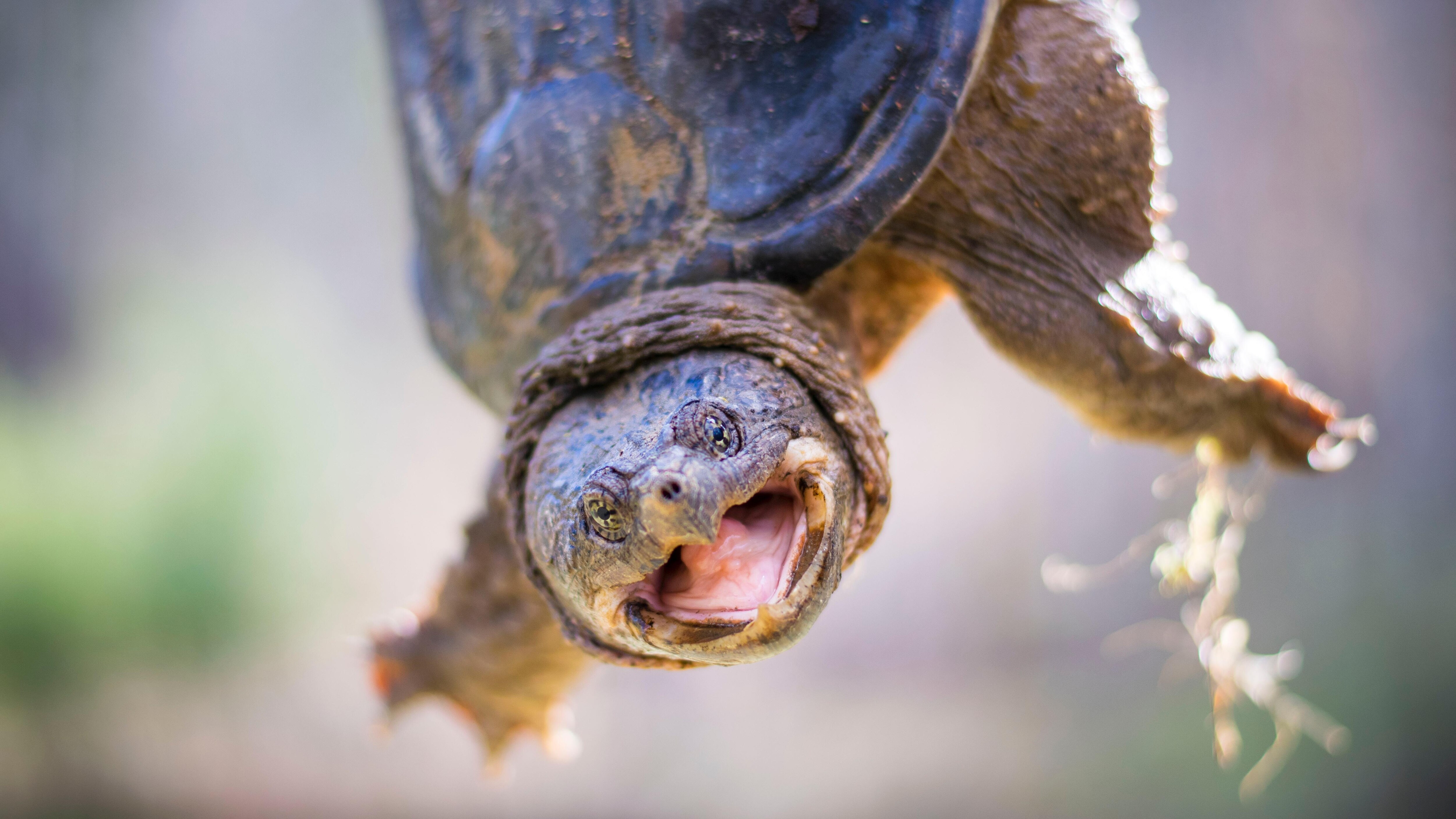 Quiz | 10 questions sur les tortues serpentines | 10 questions sur les ...