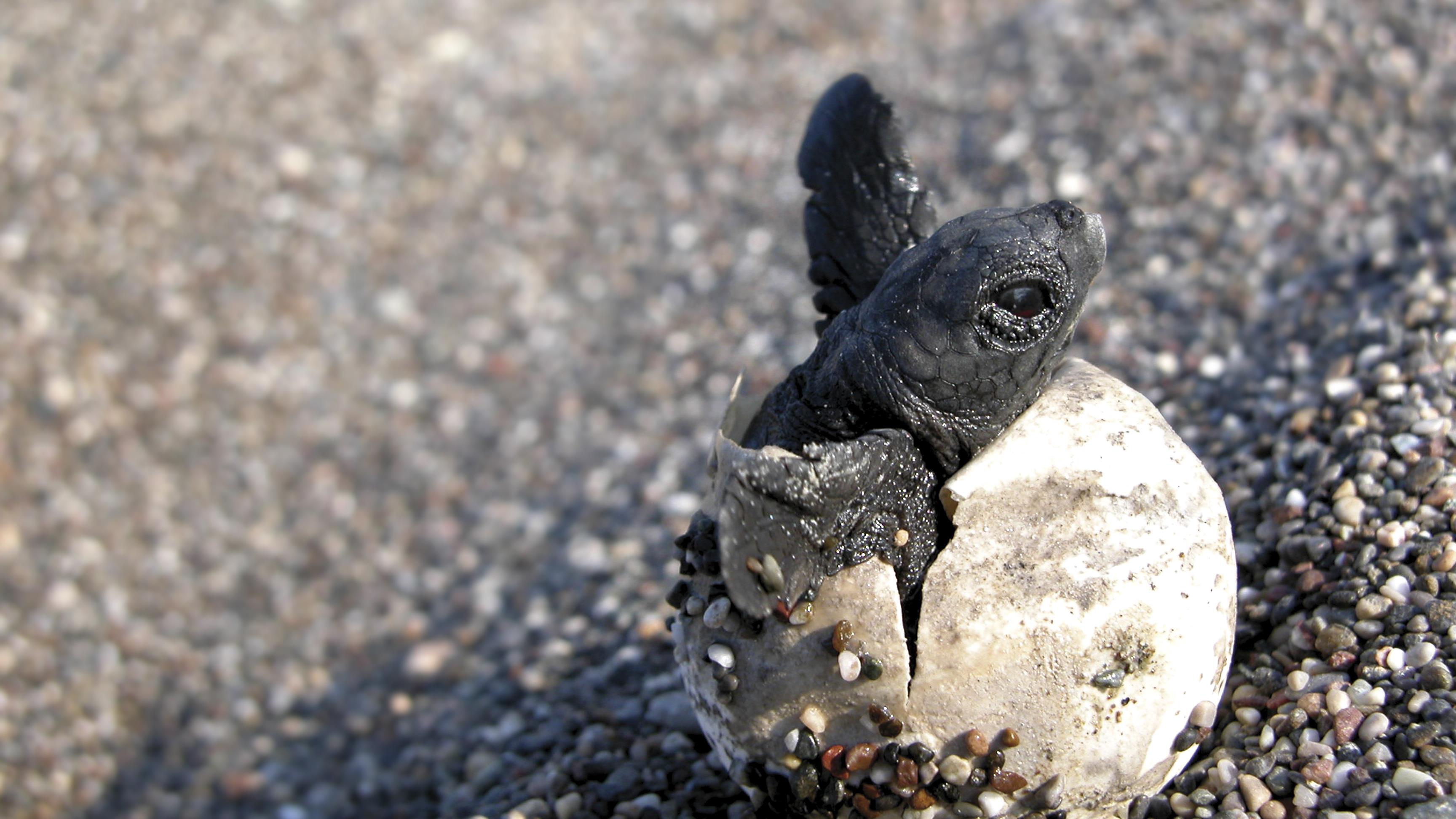 Quiz | 10 questions sur les tortues serpentines | 10 questions sur les ...