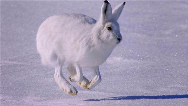 L'art de trapper le lièvre avec Michel Villeneuve
L'art de trapper le lièvre avec Michel Villeneuve