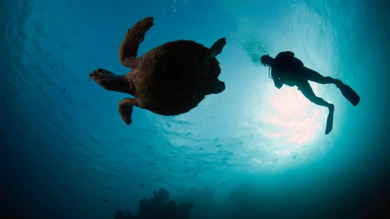 Mort D Un Plongeur A Perce Des Facteurs A Considerer Radio Canada Ca