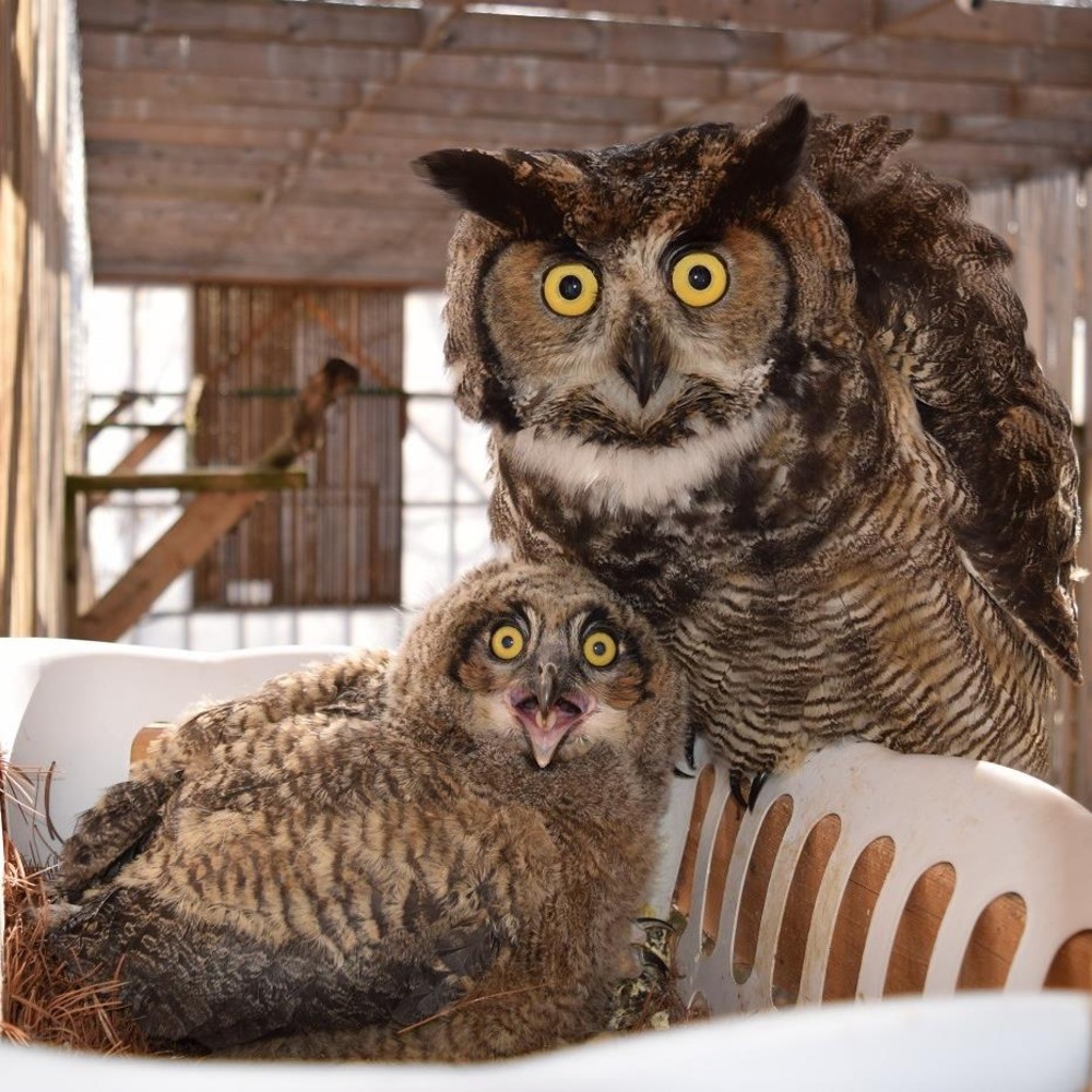 Un bébé et un papa grand-duc fixent la caméra. Un bébé et un papa grand-duc fixent la caméra.