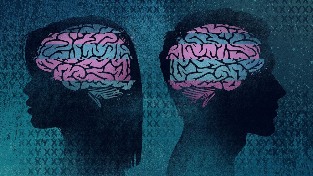 Illustration représentant le cerveau d'une femme et celui d'un homme.