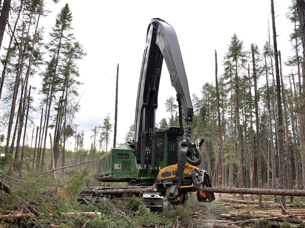 Abatteuse multifonctionnelle en train de scier un arbre.