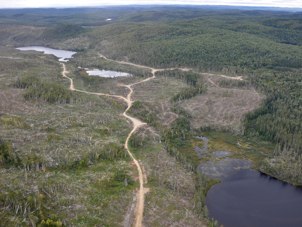 Photo aérienne d’une coupe forestière et d’un chemin forestier.