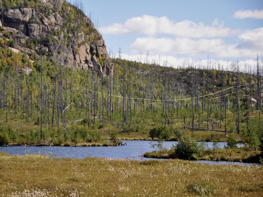 Site d’un ancien feu de forêt en Haute-Mauricie.