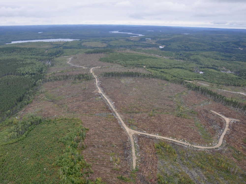 Photo aérienne d’une coupe forestière et d’un chemin forestier.