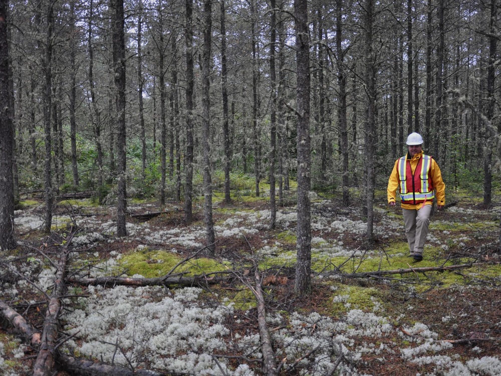 Jean-Pierre Saucier marche dans une forêt de conifères.