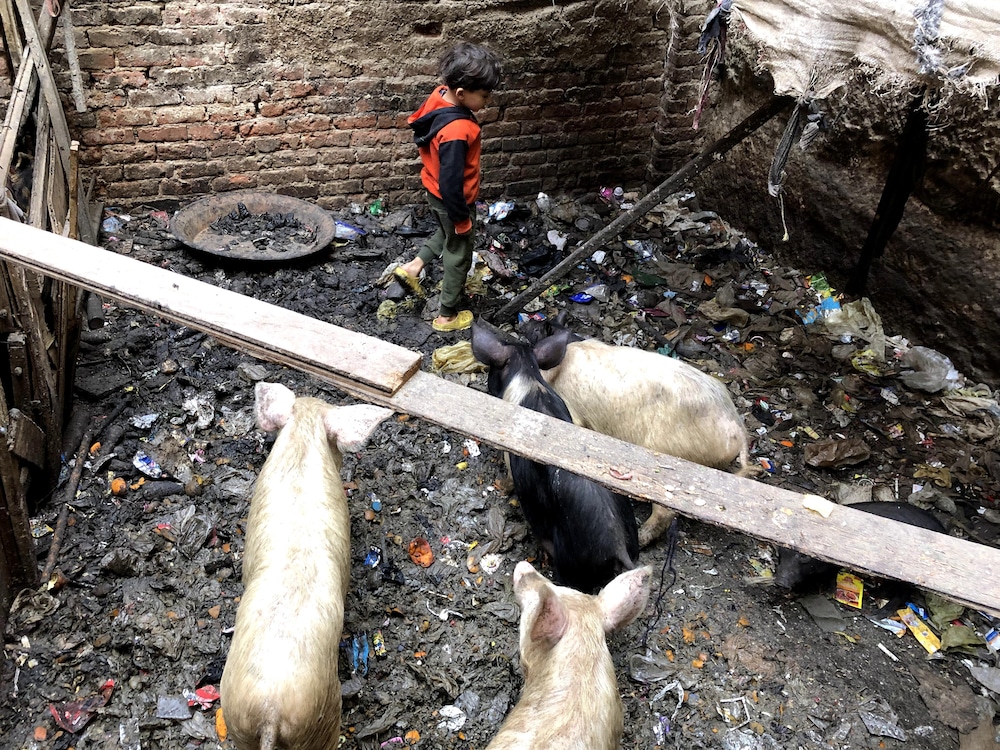 Le petit Kerlos inspecte l'enclos où se trouvent les porcs de la famille.