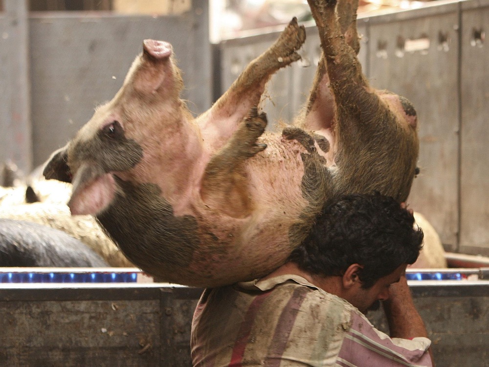 Un homme transporte un porc.