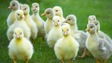 Des poussins.