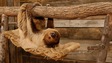 Un paresseux, couché sur un hamac, les pattes accrochées à une branche d'arbre.