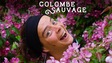 Colombe sauvage