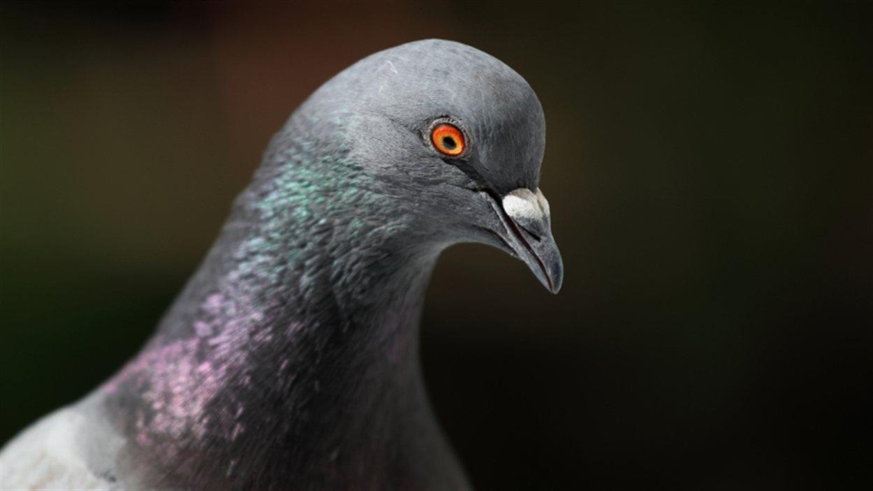 Malgré son petit cerveau, le pigeon possède une grande densité de neurones dans son pallium.