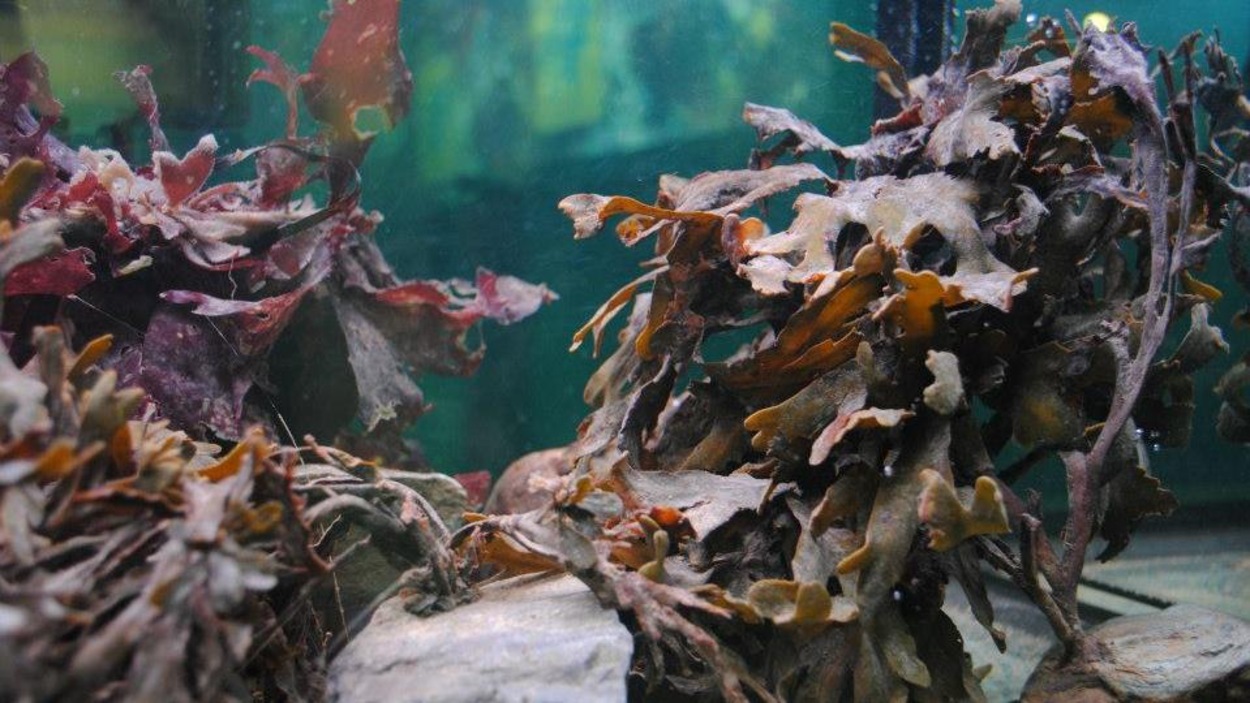 Algues dans un aquarium Algues dans un aquarium
