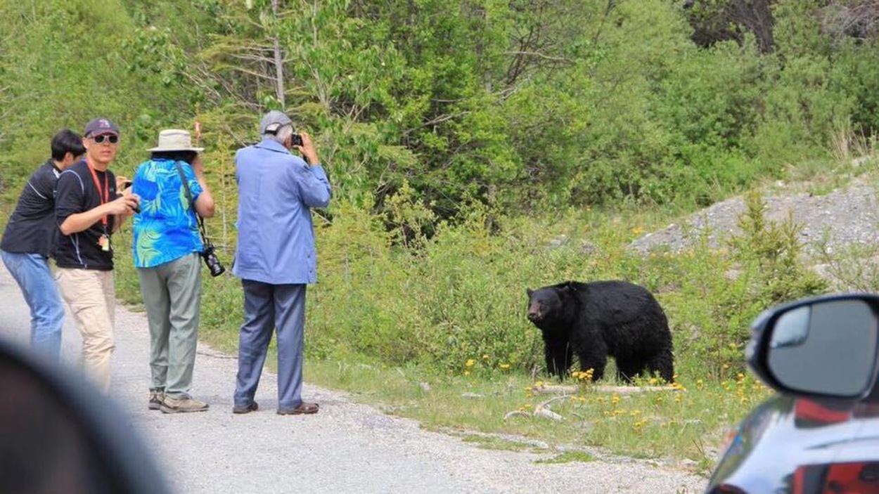 Des touristes photographient un ours noir dans le parc national Banff. Des touristes photographient un ours noir dans le parc national Banff.