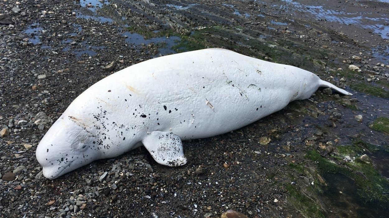 La carcasse de béluga retrouvée à Sainte-Flavie La carcasse de béluga retrouvée à Sainte-Flavie
