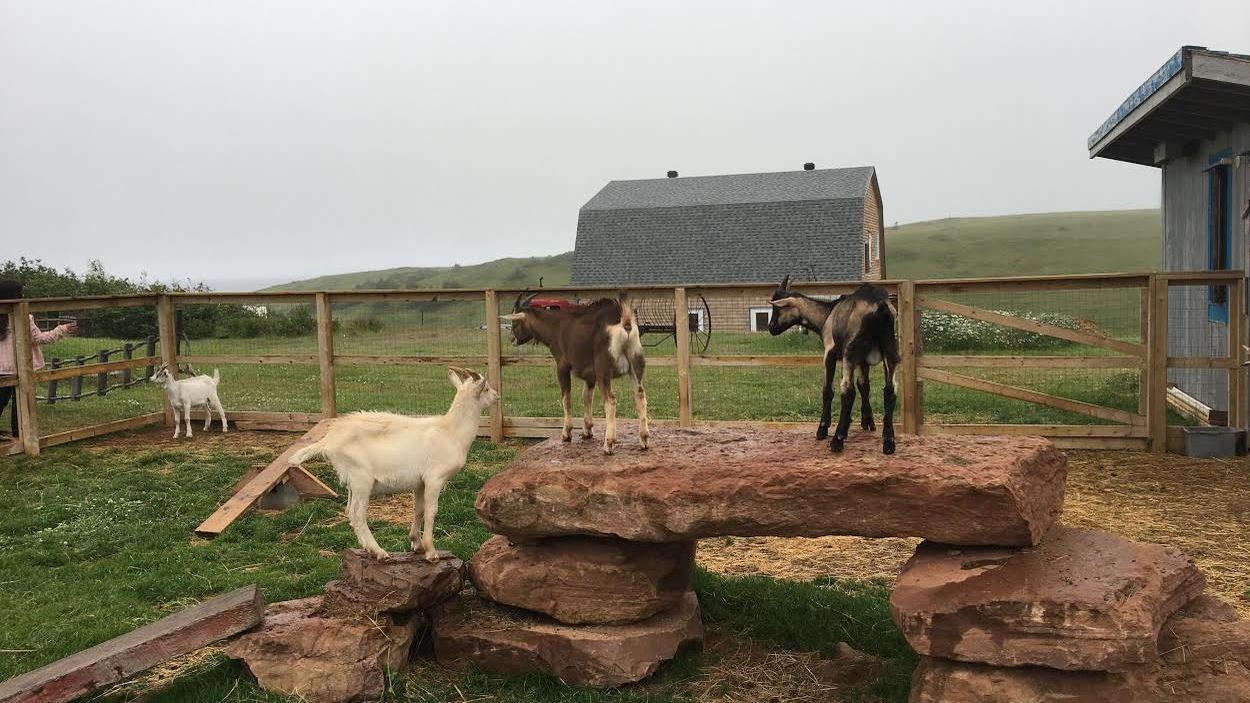 La Fromagerie les biquettes à l'air, aux Îles-de-la-Madeleine. La Fromagerie les biquettes à l'air, aux Îles-de-la-Madeleine.