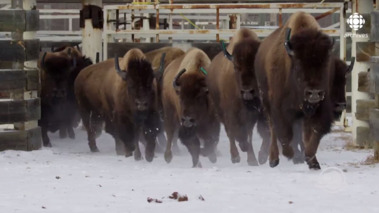 Troupeau de bisons qui courent dans la neige.